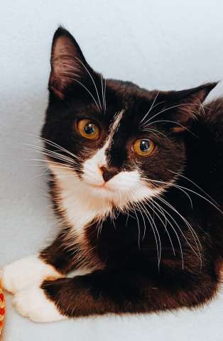 Котенок в добрые руки Котенок в добрые руки