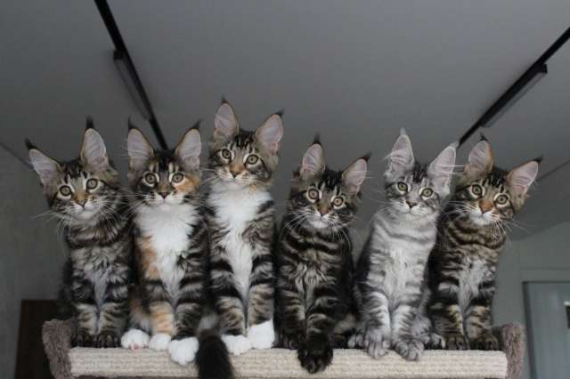 Котята мейн кун! Котята мейн кун!