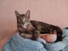 Ищет дом умный, спокойный котёнок-философ