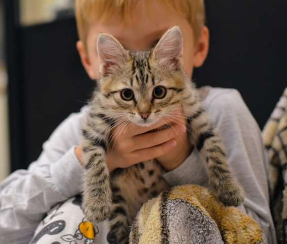 Очаровательная котенок девочка в добрые руки Очаровательная котенок девочка в добрые руки