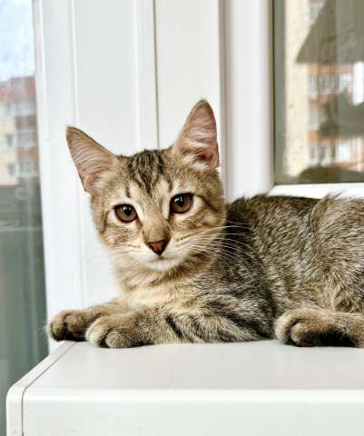 Котенок Шарлотта яркая девочка в добрые руки Котенок Шарлотта яркая девочка в добрые руки