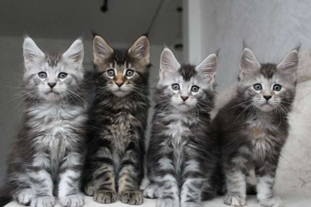 Мейн кун котята!