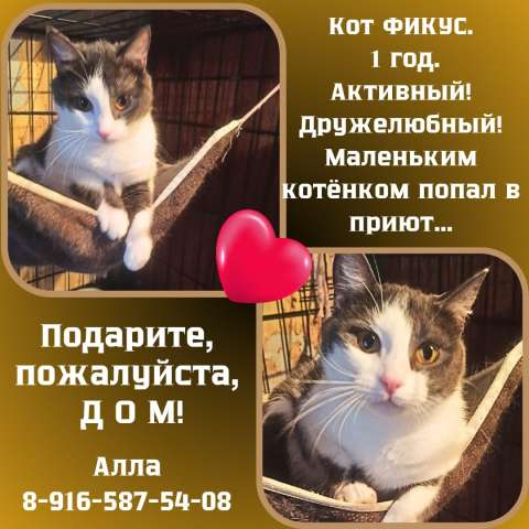 Отдам котёнка в добрые руки Отдам котёнка в добрые руки