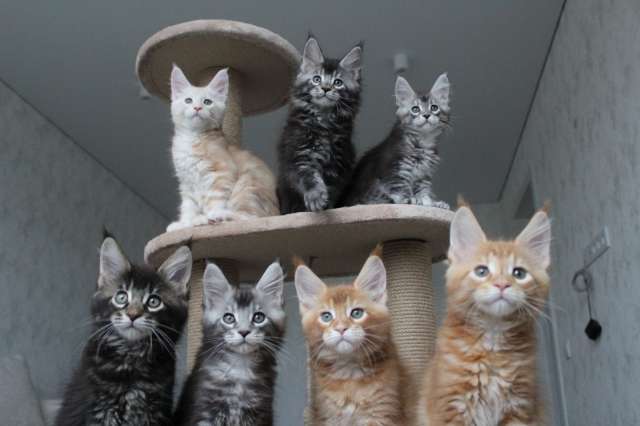 Мейн-кун котята! Мейн-кун котята!