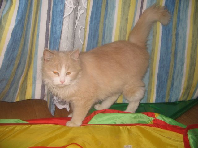 Персиковый котенок-медвежонок Персиковый котенок-медвежонок