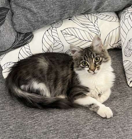 Самый ласковый котенок Буся ищет дом! Самый ласковый котенок Буся ищет дом!