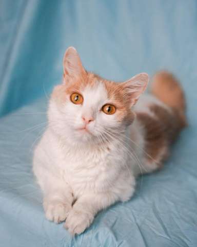 Кошечка Бела в добрые руки Кошечка Бела в добрые руки