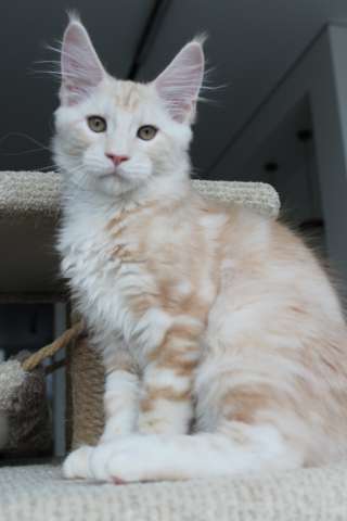 Мейн-кун котенок! Мейн-кун котенок!