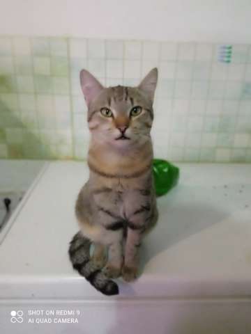 Наимилейший котик Матис ищет любящего хозяина! Наимилейший котик Матис ищет любящего хозяина!