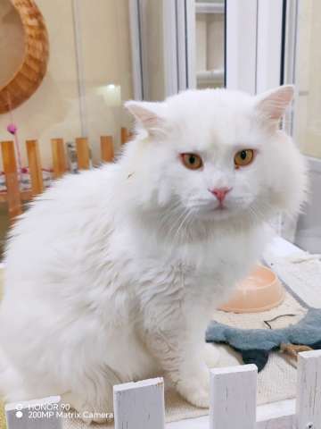 БелоСнежный котик Цехин в добрые руки
