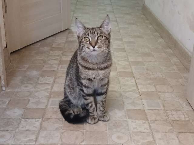 Котенок с кисточками на эльфийских ушках Котенок с кисточками на эльфийских ушках