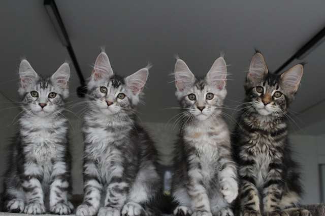Котята мейн кун! Котята мейн кун!