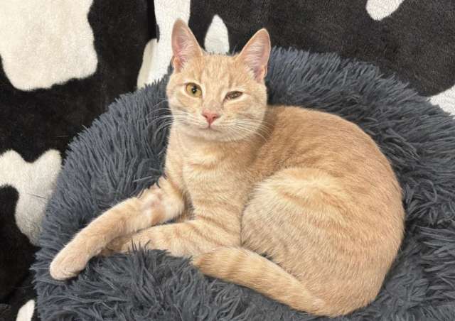 Бося — рыжий котик. Котенок подросток в добрые руки. Бося — рыжий котик. Котенок подросток в добрые руки.
