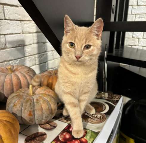 Бося — рыжий котик. Котенок подросток в добрые руки. Бося — рыжий котик. Котенок подросток в добрые руки.