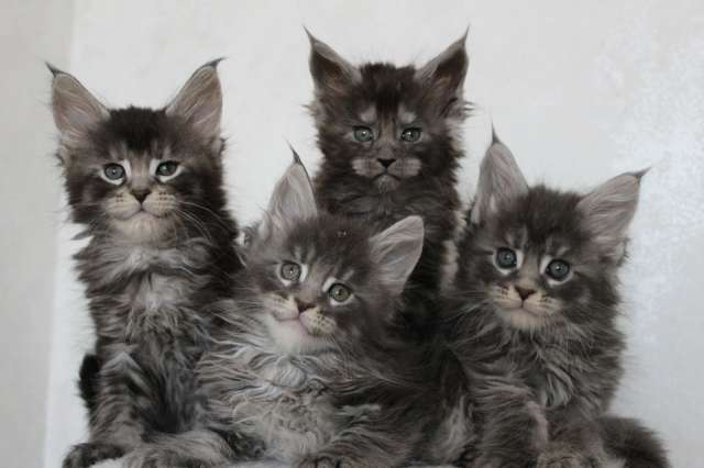 Котята мейн-кун! Котята мейн-кун!