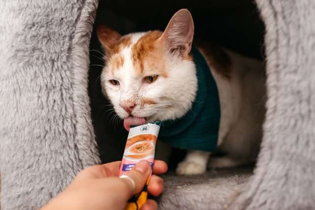 Ласковый рыжий кот Гриня в добрые руки Ласковый рыжий кот Гриня в добрые руки
