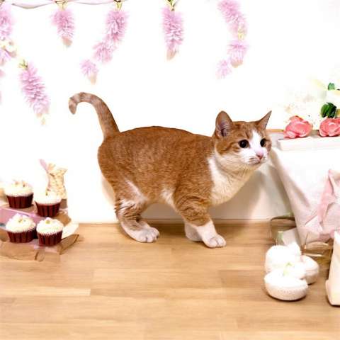 Котёнок Тима (Тимофей) Котёнок Тима (Тимофей)