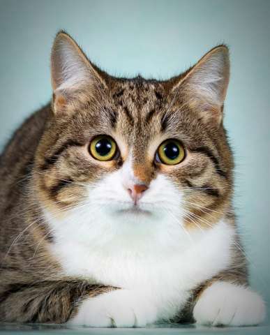 Котята Тоша и Таша в добрые руки Котята Тоша и Таша в добрые руки