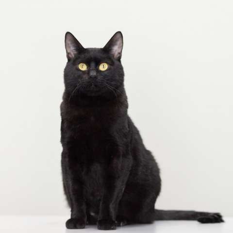 Котик Черныш ищет дом