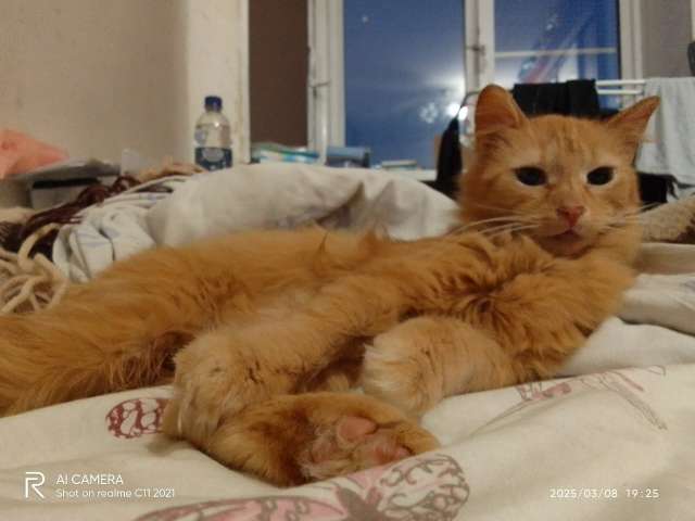 Отдам в добрые руки кошку Астрид Отдам в добрые руки кошку Астрид