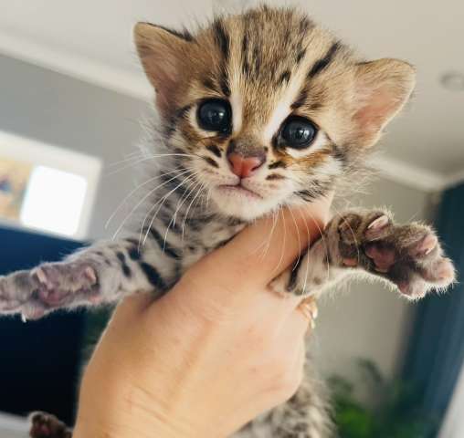 АЛК котята АЛК котята