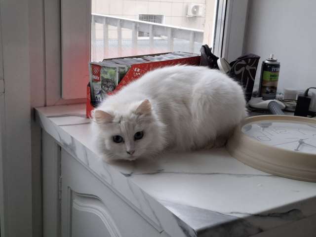 Кошечка Эльза в добрые руки Кошечка Эльза в добрые руки