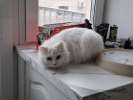 Кошечка Эльза в добрые руки