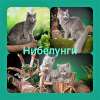 Нибелунги (котята)
