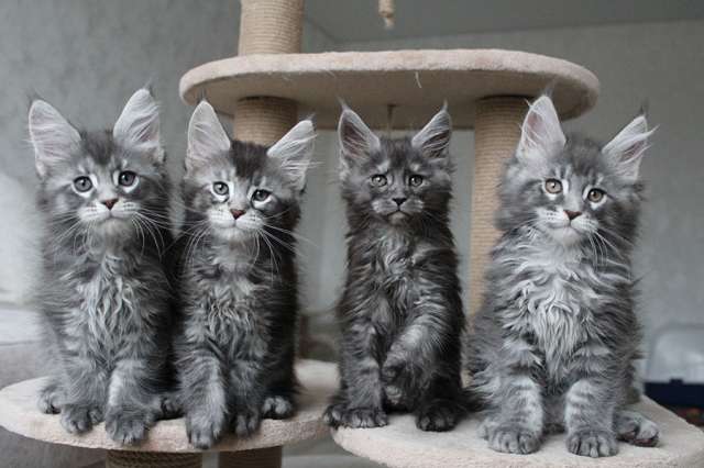 Котята мейн кун!