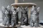 Котята мейн кун!