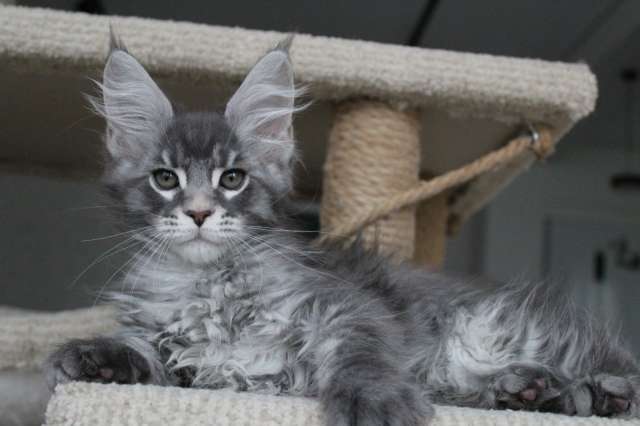 Котенок мейн-кун! Котенок мейн-кун!