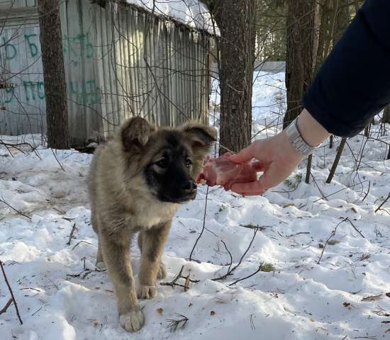 Пушистый щеночек девочка в добрые руки