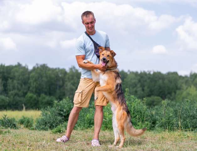 Ласковый пёс Тайгер в добрые руки Ласковый пёс Тайгер в добрые руки