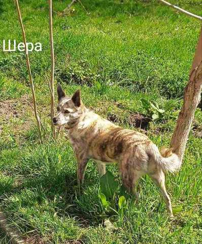 Собака Шера ищет семью