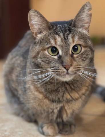 Кошка Муся в добрые руки Кошка Муся в добрые руки