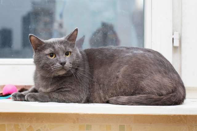 Русский голубой кот Серёжа в добрые руки Русский голубой кот Серёжа в добрые руки