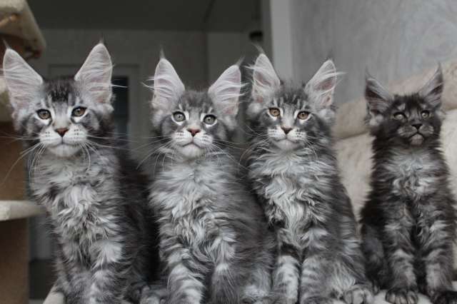 Котята мейн кун!