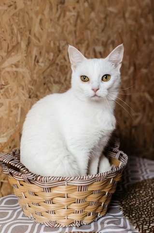 Белая кошечка Коша ищет дом Белая кошечка Коша ищет дом