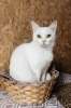 Белая кошечка Коша ищет дом