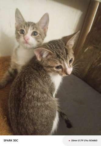 Котятам нужен дом