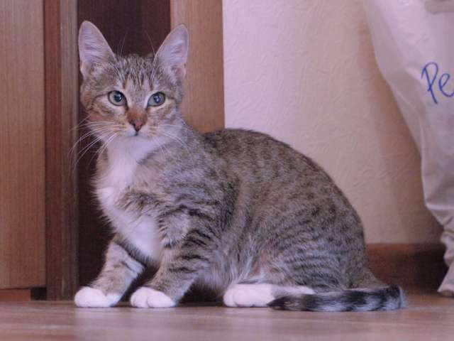 Умная, ласковая, полосатая кошечка ищет дом.