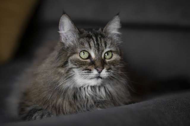 Каждой кошке нужен дом. Каждой кошке нужен дом.