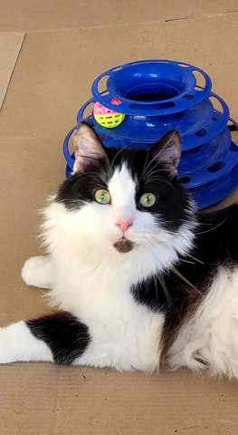 Котик Пончик ищет семью! Котик Пончик ищет семью!