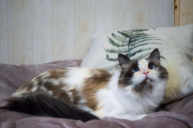 Лина ищет дом Лина ищет дом