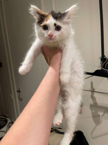 Котенок Лапка в добрые руки