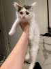 Котенок Лапка в добрые руки