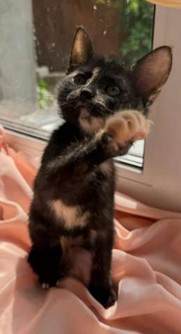 Котята - девочки ищут дом! Котята - девочки ищут дом!