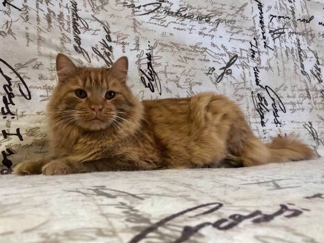 Рыжий кот Абрикос ищет дом! Рыжий кот Абрикос ищет дом!