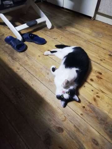 Котик Чип