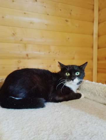 Котик Оствинд Котик Оствинд